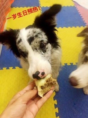 宠物蛋糕的做法步骤 第8步