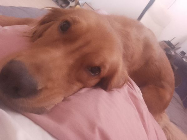 金毛犬