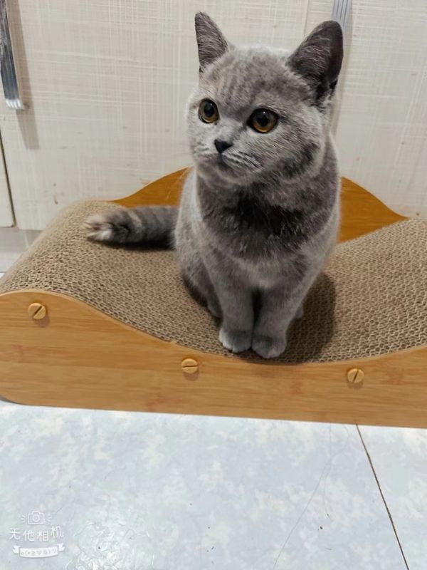 蓝猫妹妹微尝领养