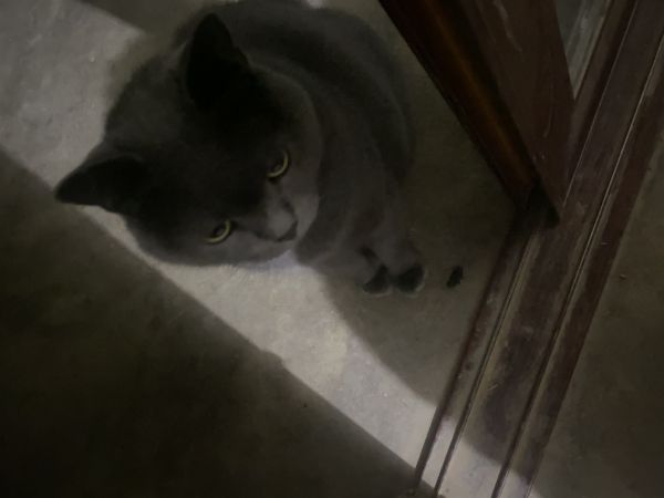 蓝猫