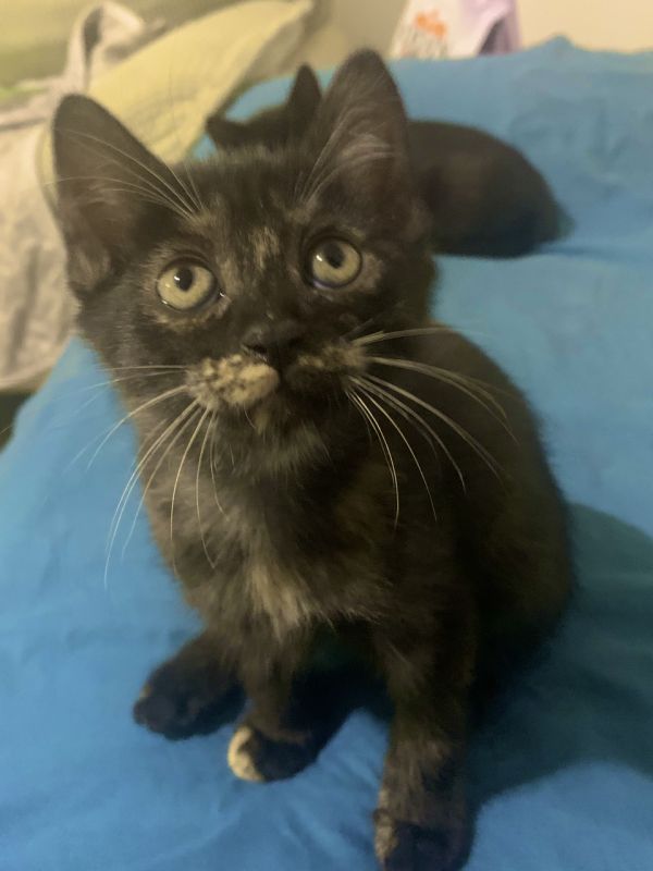 小猫咪***养