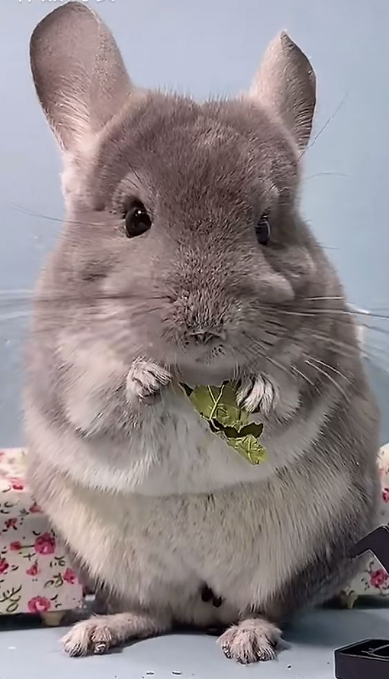 龙猫幼崽