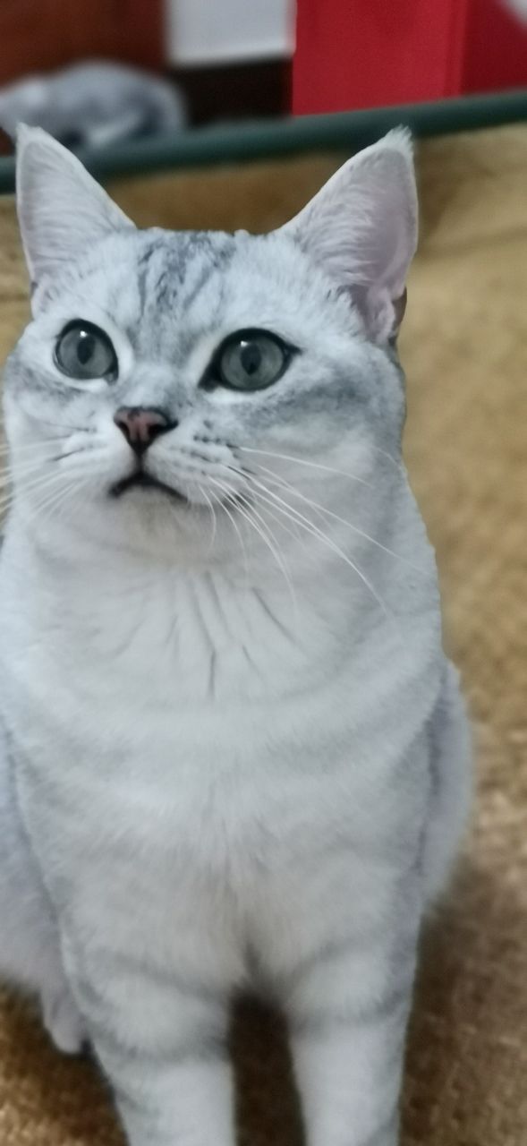 求助