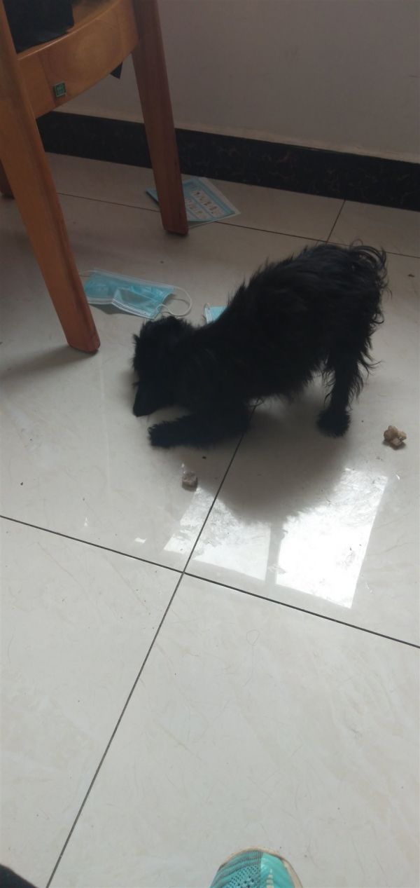 请救助小猫小狗。