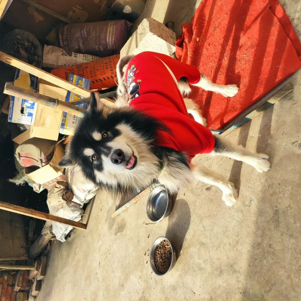 借配阿拉斯加公犬