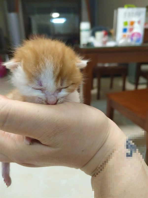 小奶猫领养