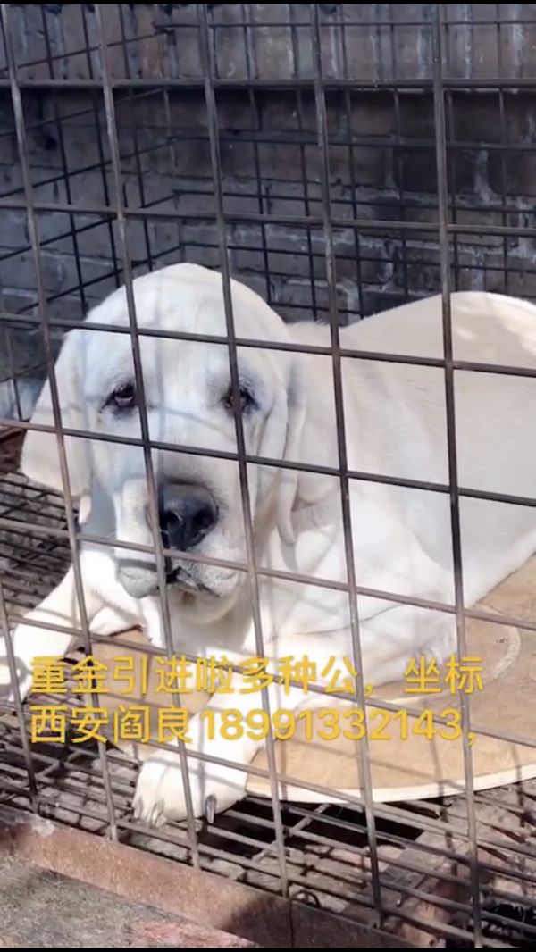 重金引进拉布拉多种公