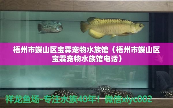 梧州市蝶山区宝霖宠物水族馆（梧州市蝶山区宝霖宠物水族馆电话） 全国水族馆企业名录