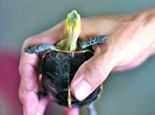 龟品种和龟中之最大盘点