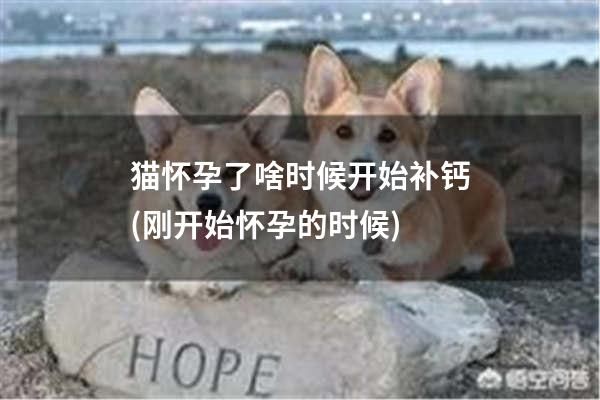 猫怀孕了啥时候开始补钙(刚开始怀孕的时候)