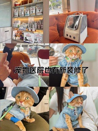 专业呵护小喵皮~