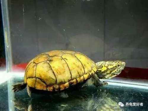 蛋龟为什么叫蛋龟?揭秘这类龟的身形由来与品种特点