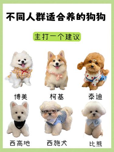不同人群适合的狗狗养主打一个建议