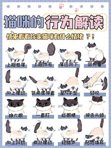 1秒解答猫咪行为些养猫党必看
