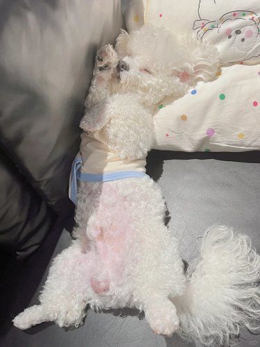 谁家狗睡觉这姿势？