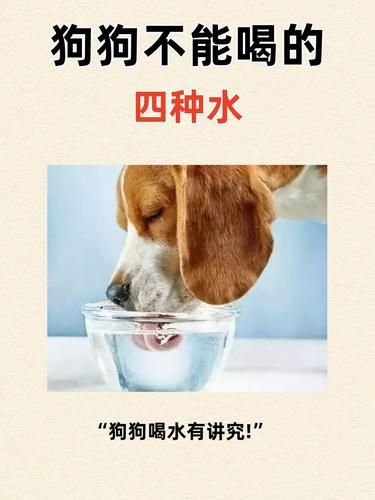狗狗不能喝的四种水!