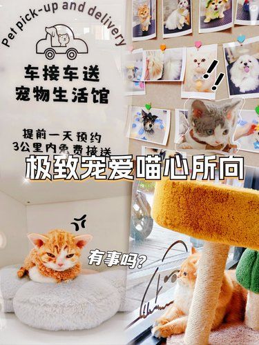 极致宠爱，喵星所向