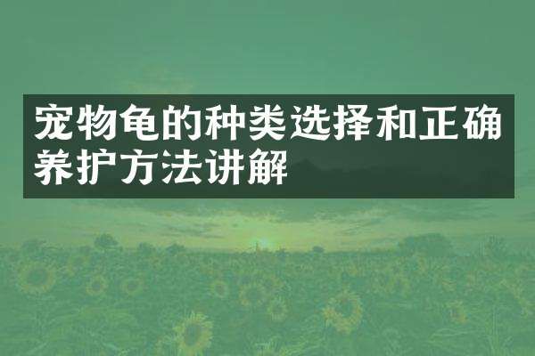 宠物龟的种类选择和正确养护方法讲解