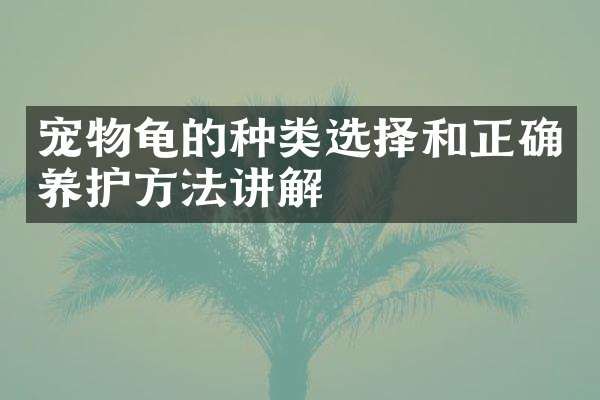 宠物龟的种类选择和正确养护方法讲解