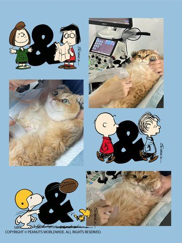 喵星人的体检日