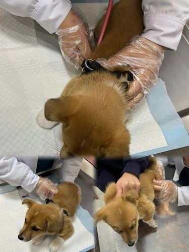 ❤毛孩儿的守护站 — 福乐宠物诊所记