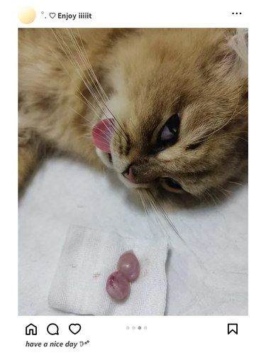 猫咪绝育 | 超省心体验 