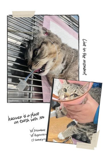✨勇敢小猫绝育中[点赞]