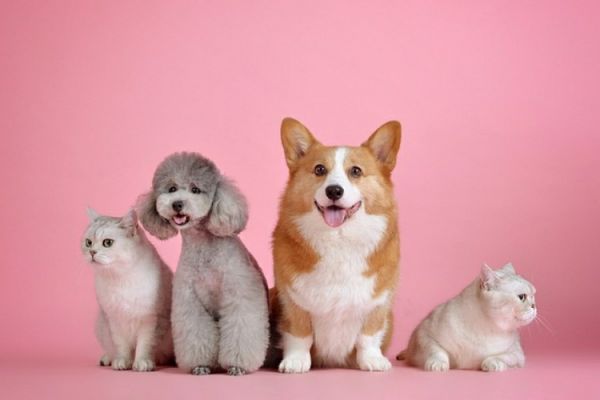 狗狗经常吃鸭肉好吗(为你的爱犬选择鸭肉的好处)