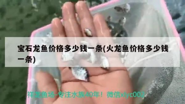 南宁市言龟正传宠物店（南宁名龟交易市场） 乌龟 第1张
