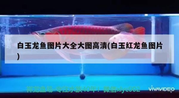 南宁市言龟正传宠物店（南宁名龟交易市场） 乌龟 第3张