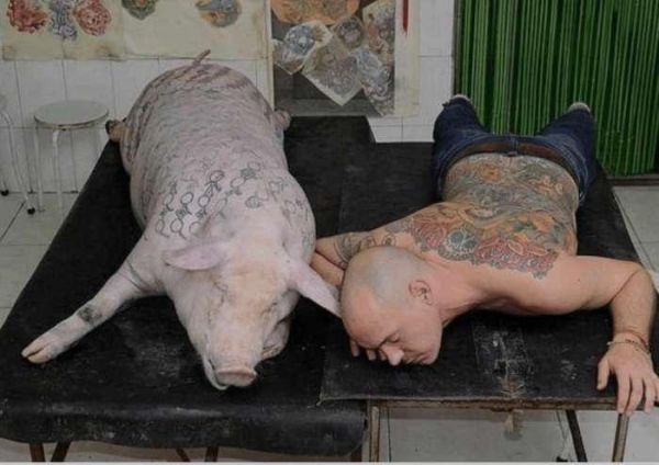 男子无聊时将自家的猪纹身，被周围朋友嘲笑，最后结果让人吃惊