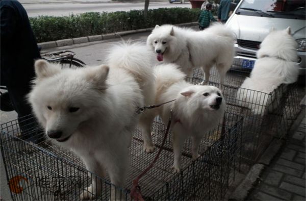 南京宠物市场有哪些 位置在哪里