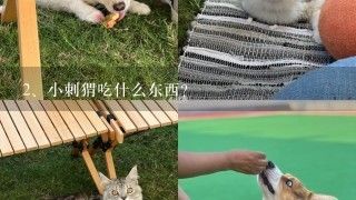 小刺猬吃什么东西？