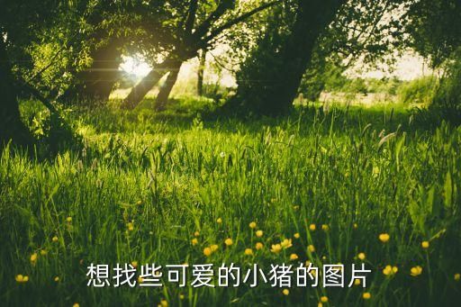 想找些可爱的小猪的图片
