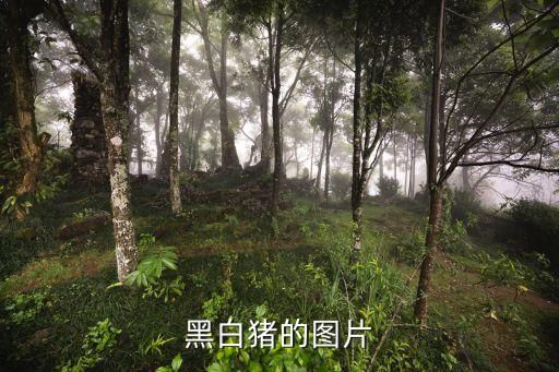 黑白猪的图片