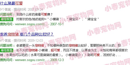 宠物猪图片大全可爱拍脑袋