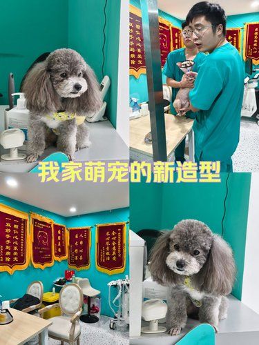 流浪猫绝育看这里❗正常绝育1/4的价格搞定