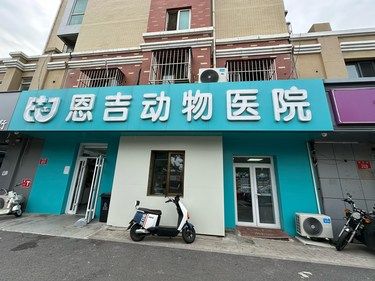 给毛孩美容