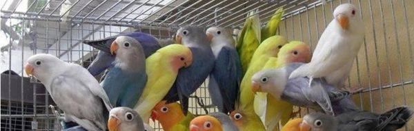 宠物鹦鹉的养护与喂养技巧（宠物鹦鹉的养护与喂养技巧）