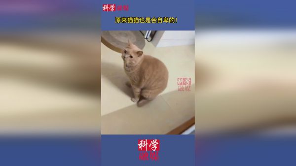 原来猫猫也是会自卑的！