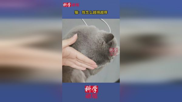 猫：我怎么越挠越痒