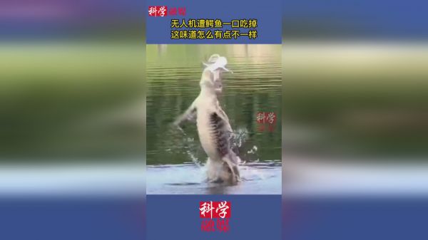 无人机遭鳄鱼一口吃掉，这味道怎么有点不一样。