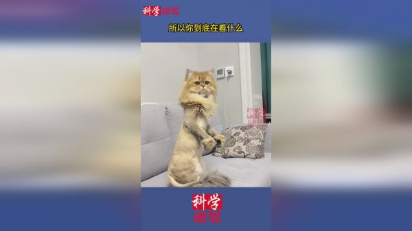 所以你到底在看什么