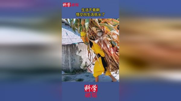 生活不易啊，悟空向生活低头了