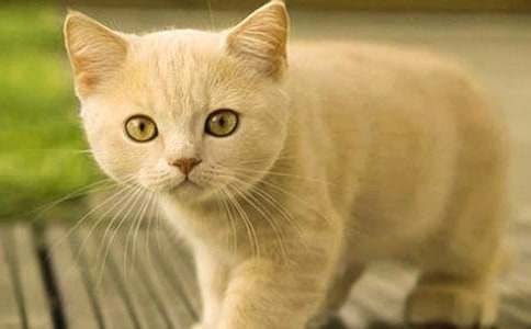 最新小猫观察记录日记（精选53篇）