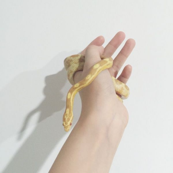 牛油玉米蛇