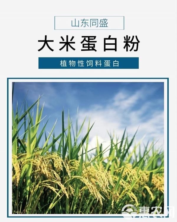  宠物饲料添加剂大米蛋白粉猫狗喜食山东同盛厂家销售