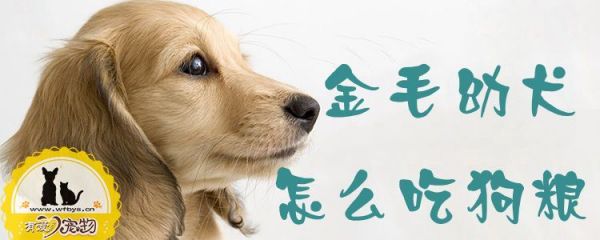金毛幼犬怎么吃狗粮1