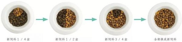 换猫粮怎么过渡 过渡要掌握正确方法