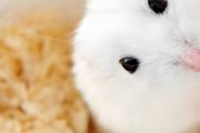 养什么仓鼠最好新手